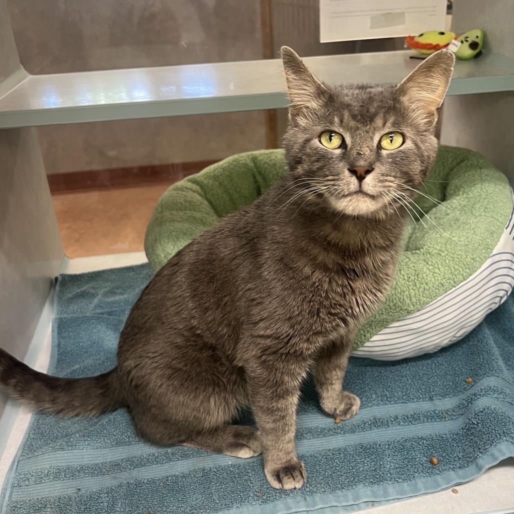 Sir Chunks, a Adoptable Domestic Short Hair in Glenwood Springs, CO image 4/4