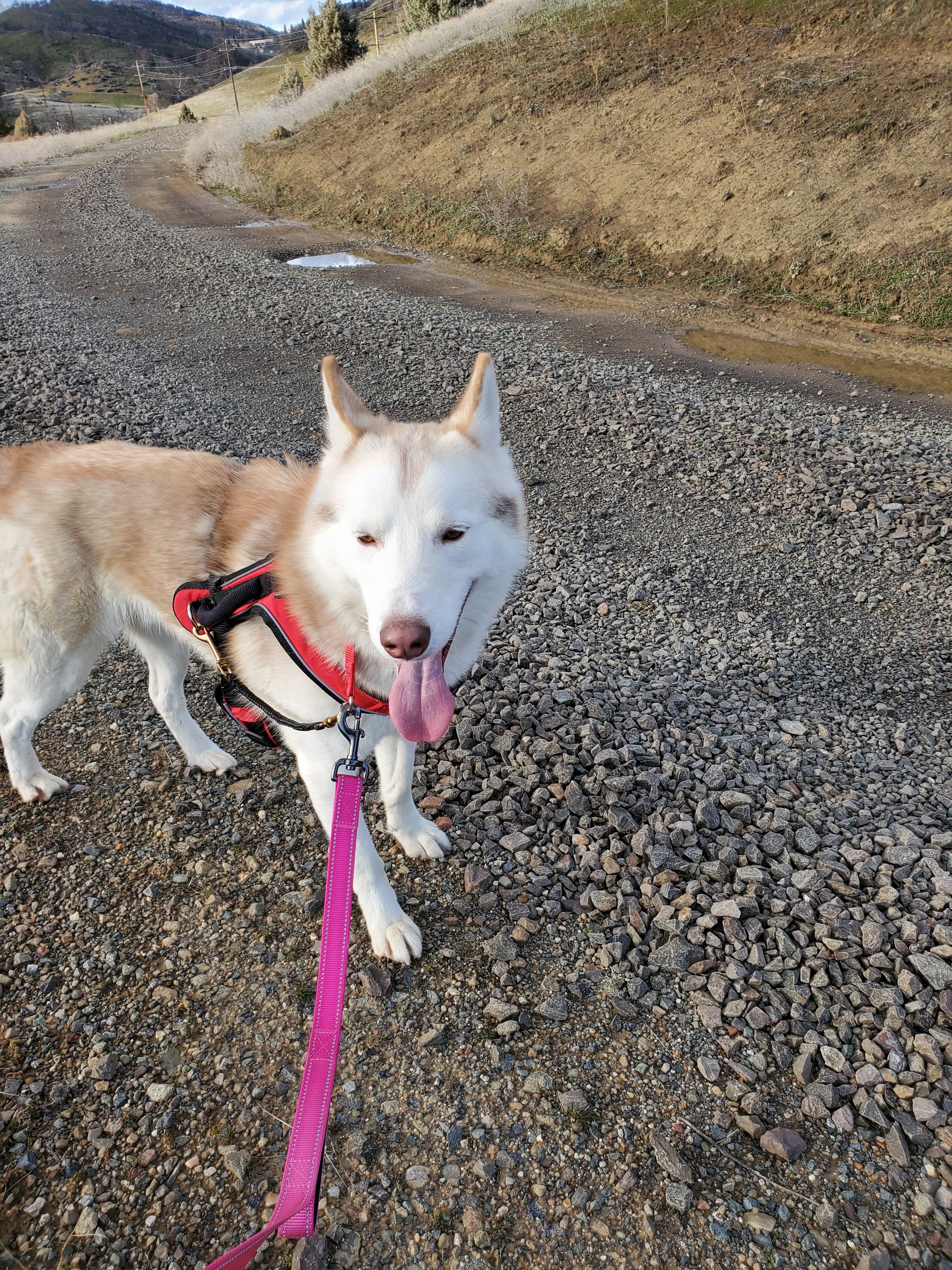 Loki, a Adoptable Siberian Husky in Yreka, CA image 5/6