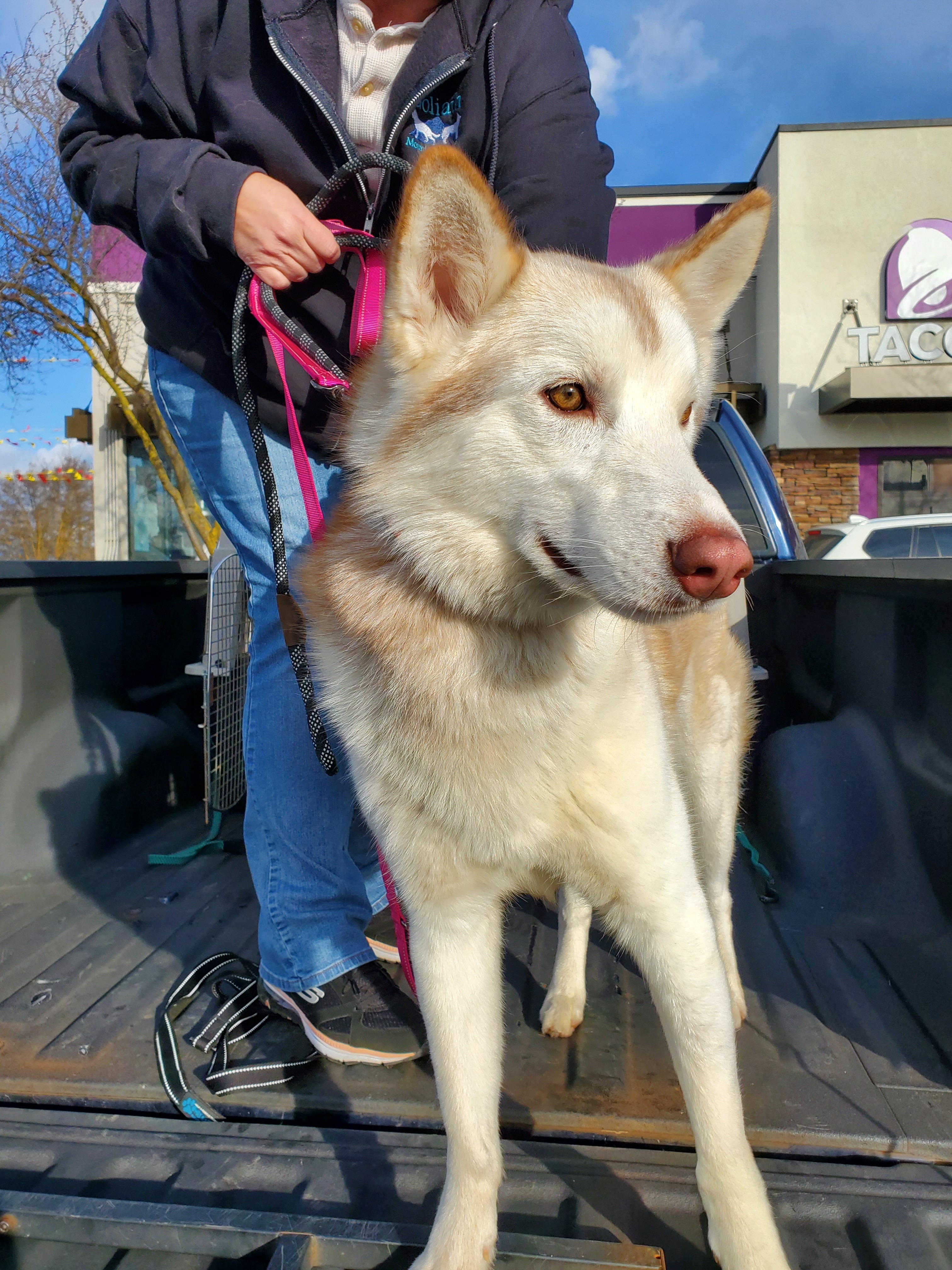Loki, a Adoptable Siberian Husky in Yreka, CA image 6/6