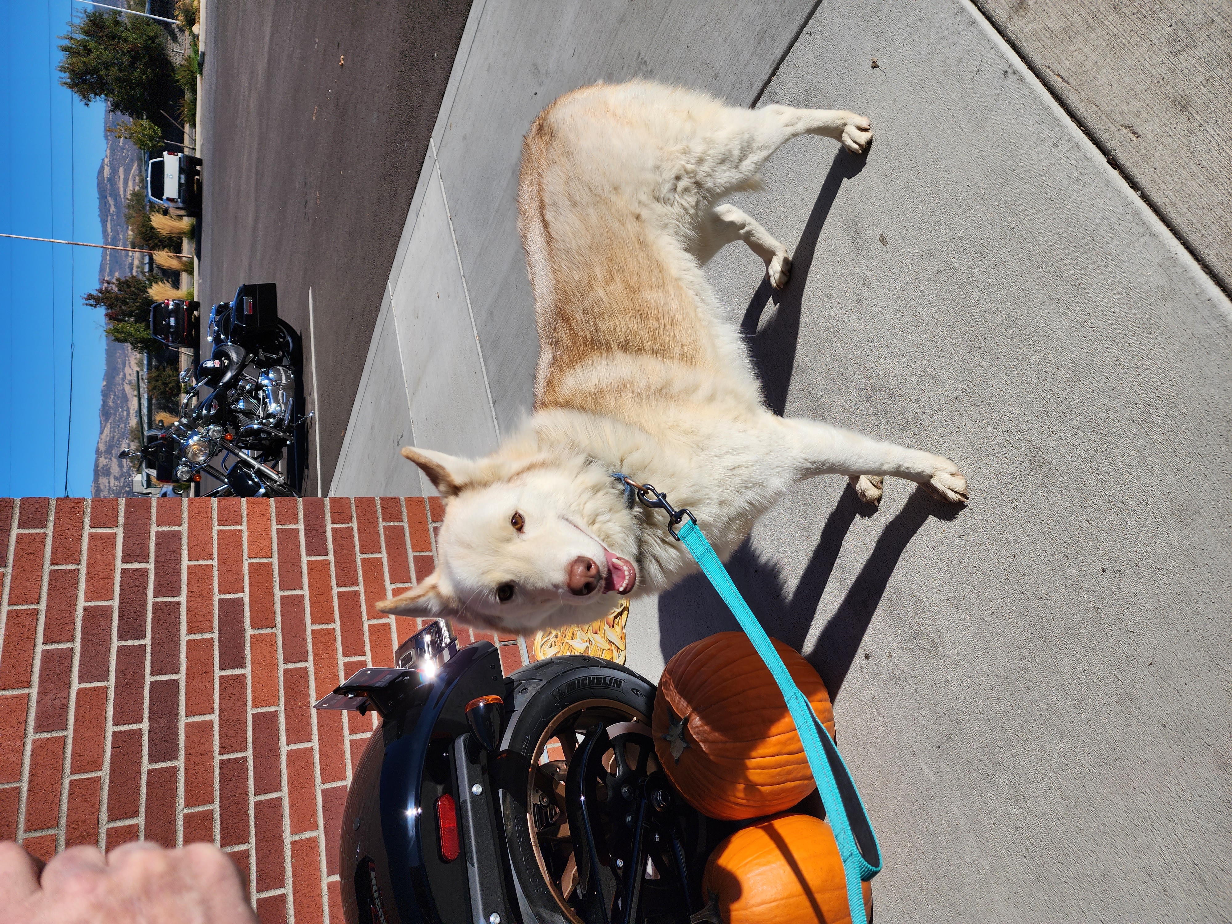 Loki, a Adoptable Siberian Husky in Yreka, CA image 1/6