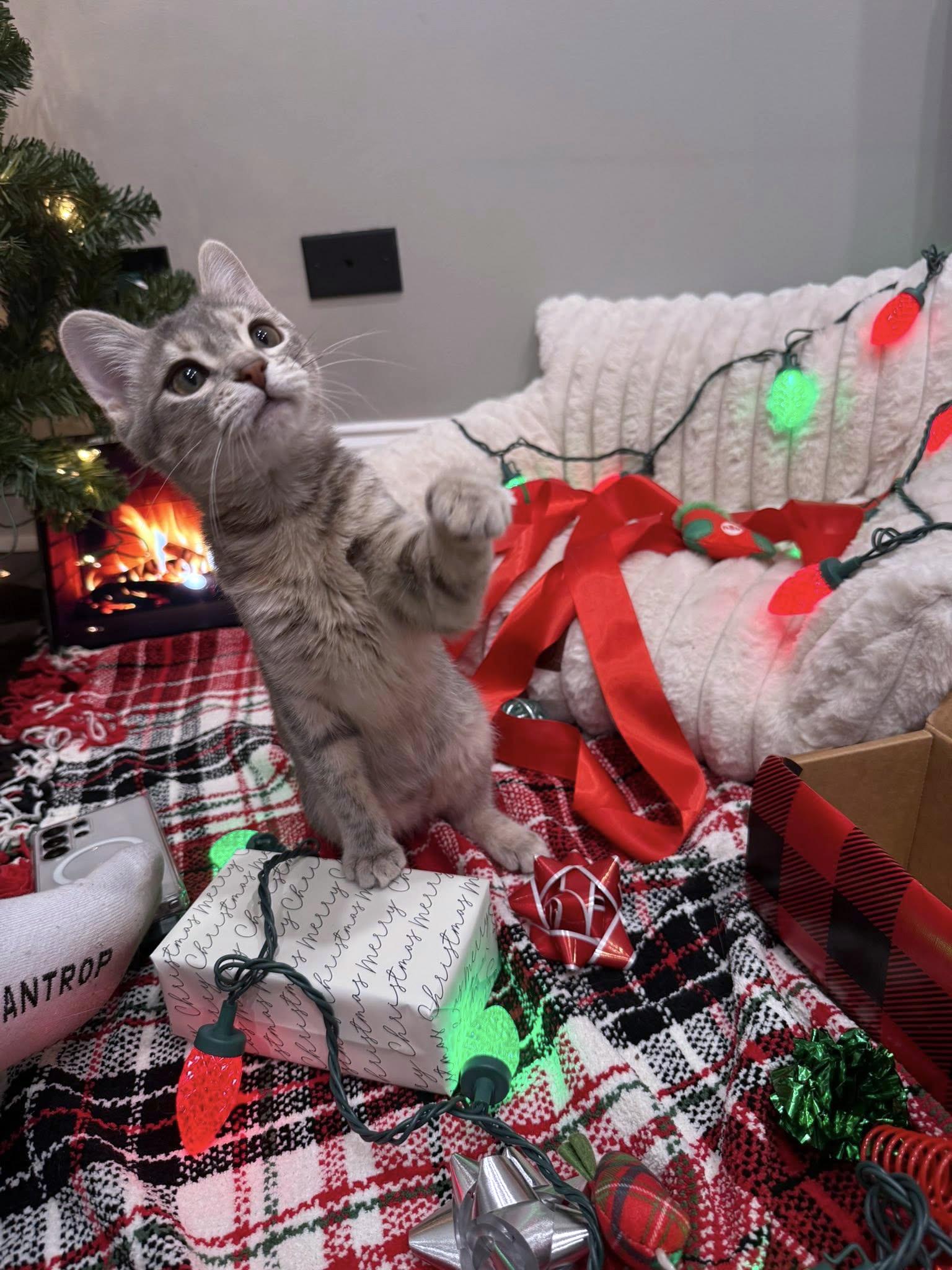Enlarge Lady, a ADOPTABLE Domestic Short Hair in Crystal Lake, IL image 2/2