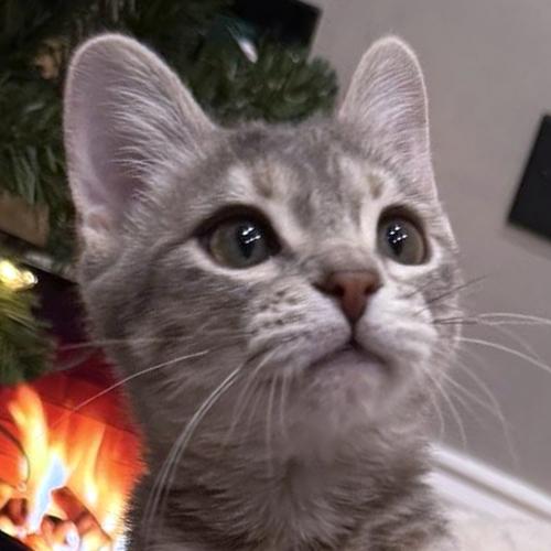 Lady, ADOPTABLE, Kitten Female Domestic Short Hair.