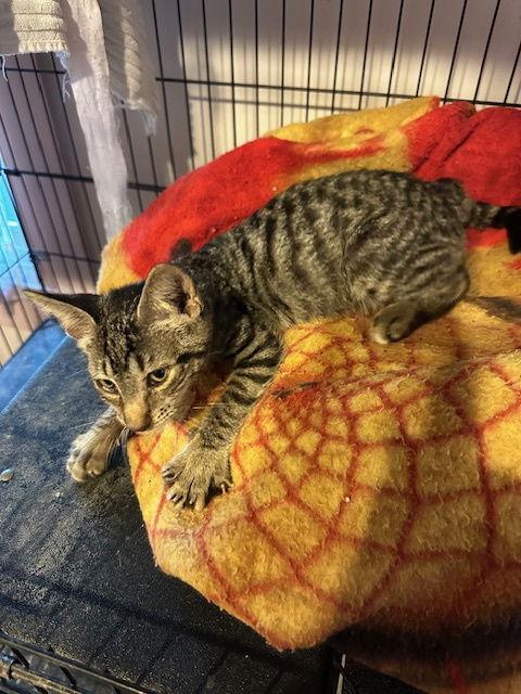 Enlarge Marvin (25-097), a Adoptable Domestic Short Hair in Ocean Pines, MD image 1/3