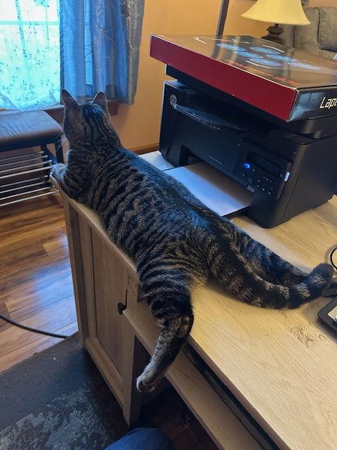 Enlarge Marvin (25-097), a Adoptable Domestic Short Hair in Ocean Pines, MD image 2/3