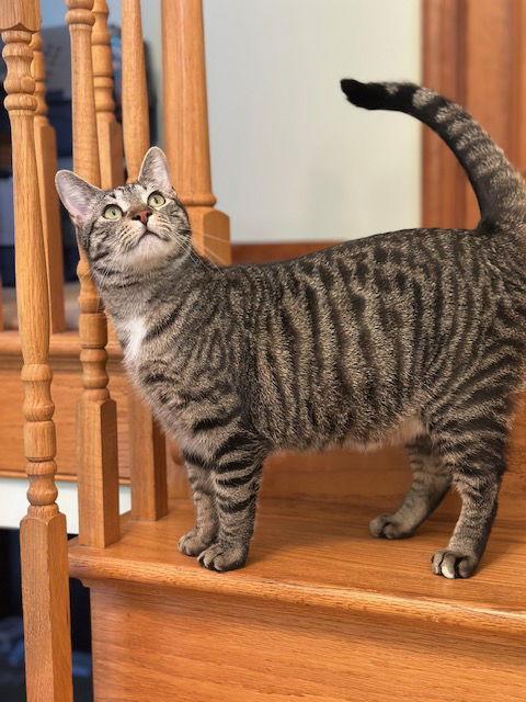 Enlarge Marvin (25-097), a Adoptable Domestic Short Hair in Ocean Pines, MD image 3/3