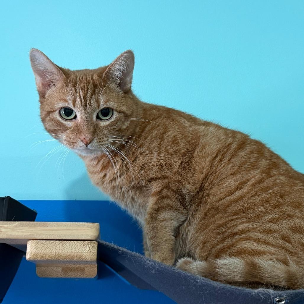 Sunny, Adoptable, Adult Female Domestic Short Hair.