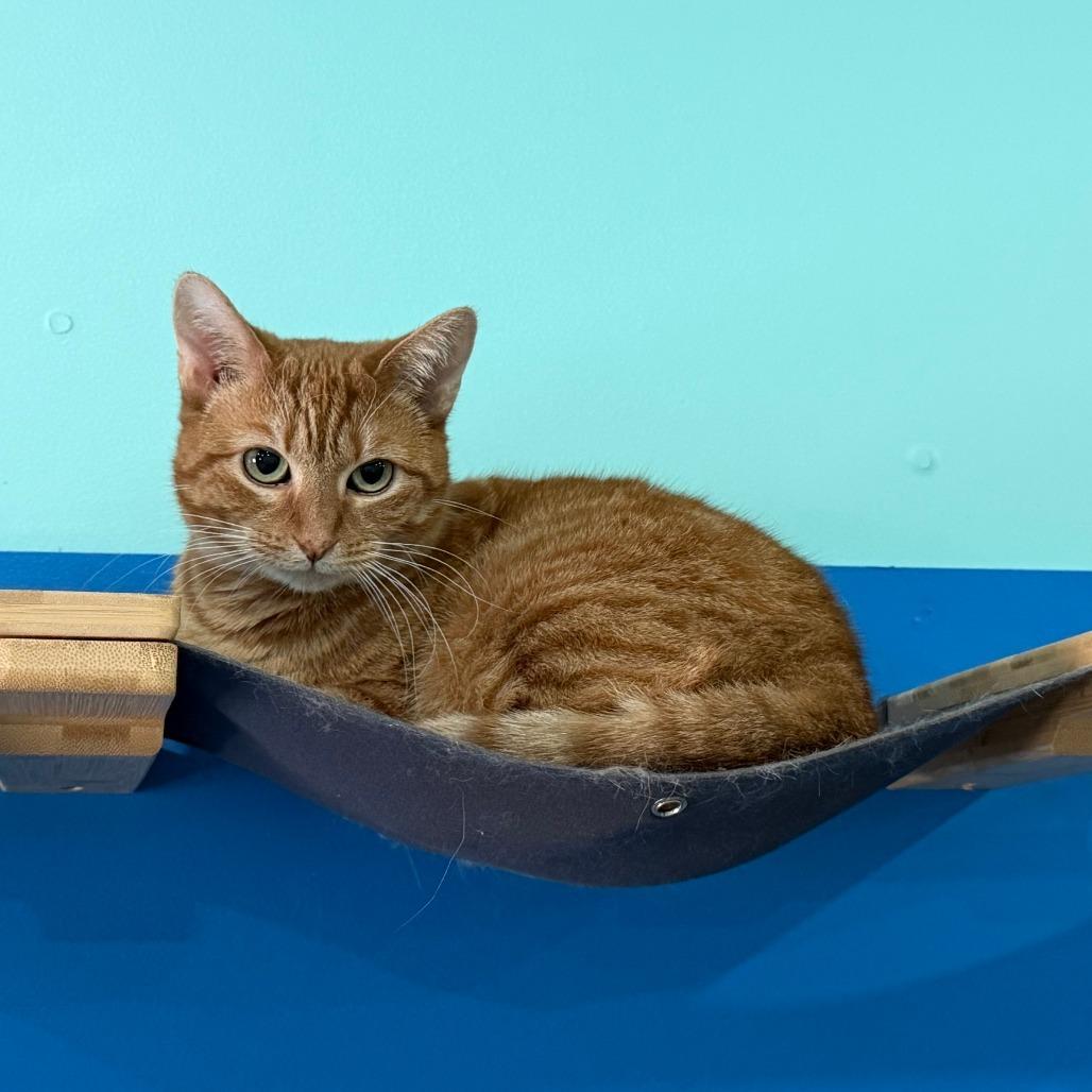 Enlarge Sunny, a Adoptable Domestic Short Hair in Washington, DC image 3/6