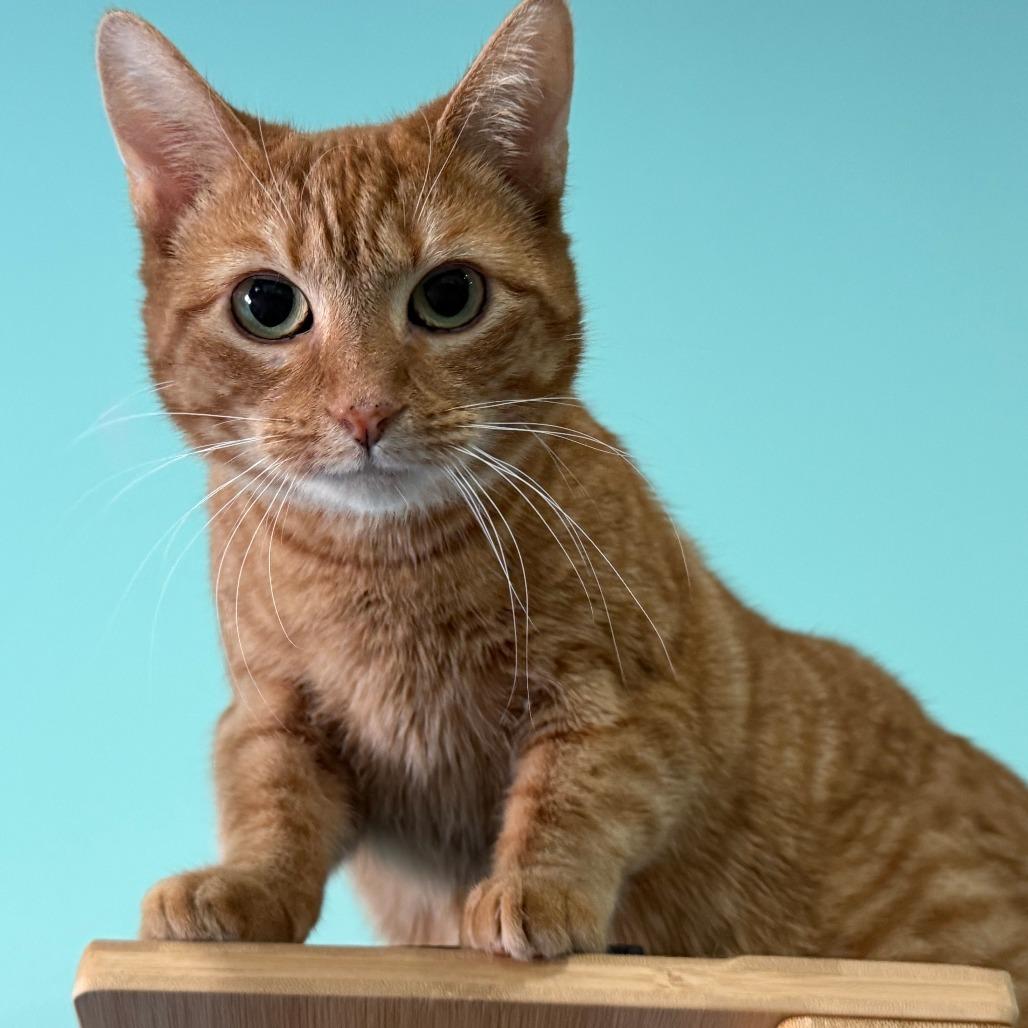 Enlarge Sunny, a Adoptable Domestic Short Hair in Washington, DC image 4/6