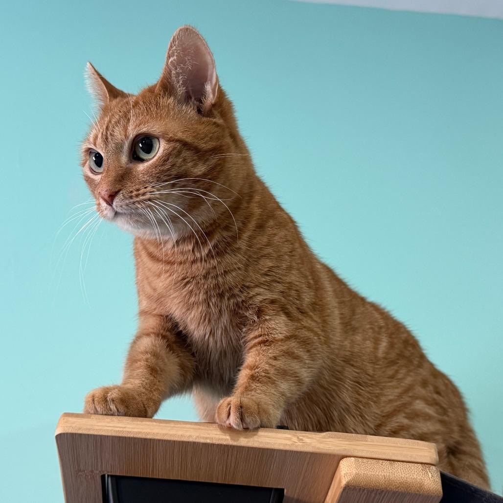 Enlarge Sunny, a Adoptable Domestic Short Hair in Washington, DC image 5/6