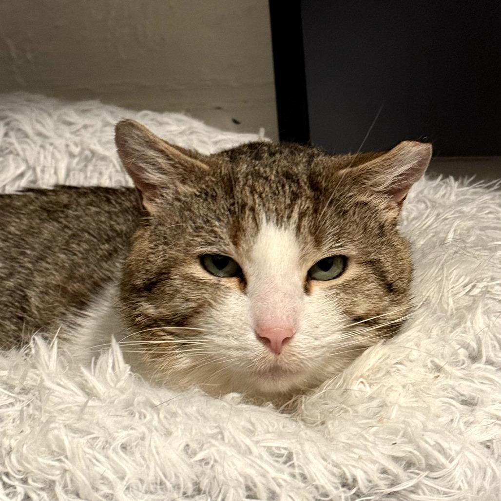 Calzone, Adoptable, Adult Male Domestic Short Hair.