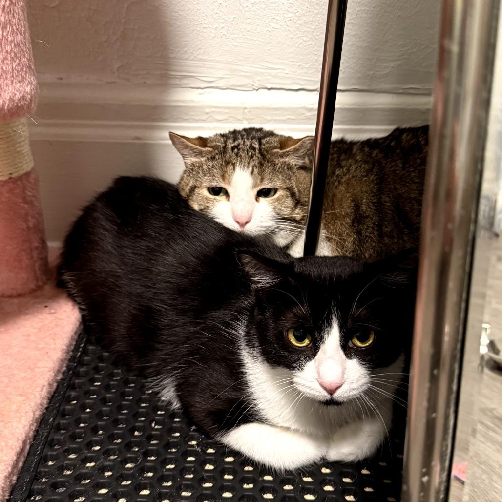 Enlarge Calzone, a Adoptable Domestic Short Hair in PITTSBURGH, PA image 2/5