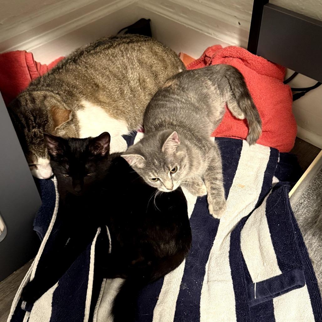 Enlarge Calzone, a Adoptable Domestic Short Hair in PITTSBURGH, PA image 3/5