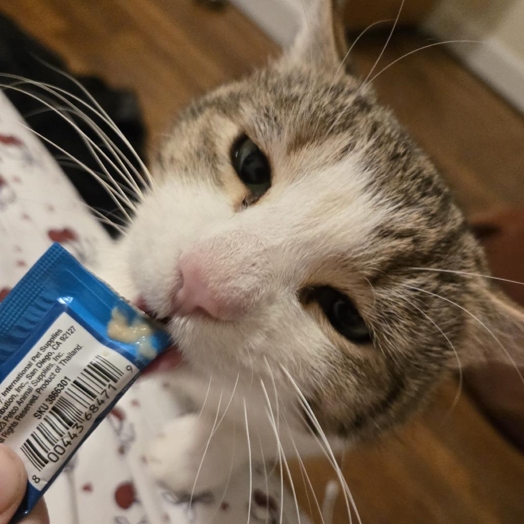 Enlarge Calzone, a Adoptable Domestic Short Hair in PITTSBURGH, PA image 4/5