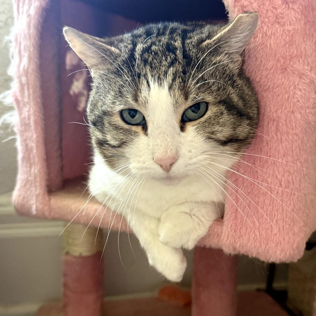 Enlarge Calzone, a Adoptable Domestic Short Hair in PITTSBURGH, PA image 5/5