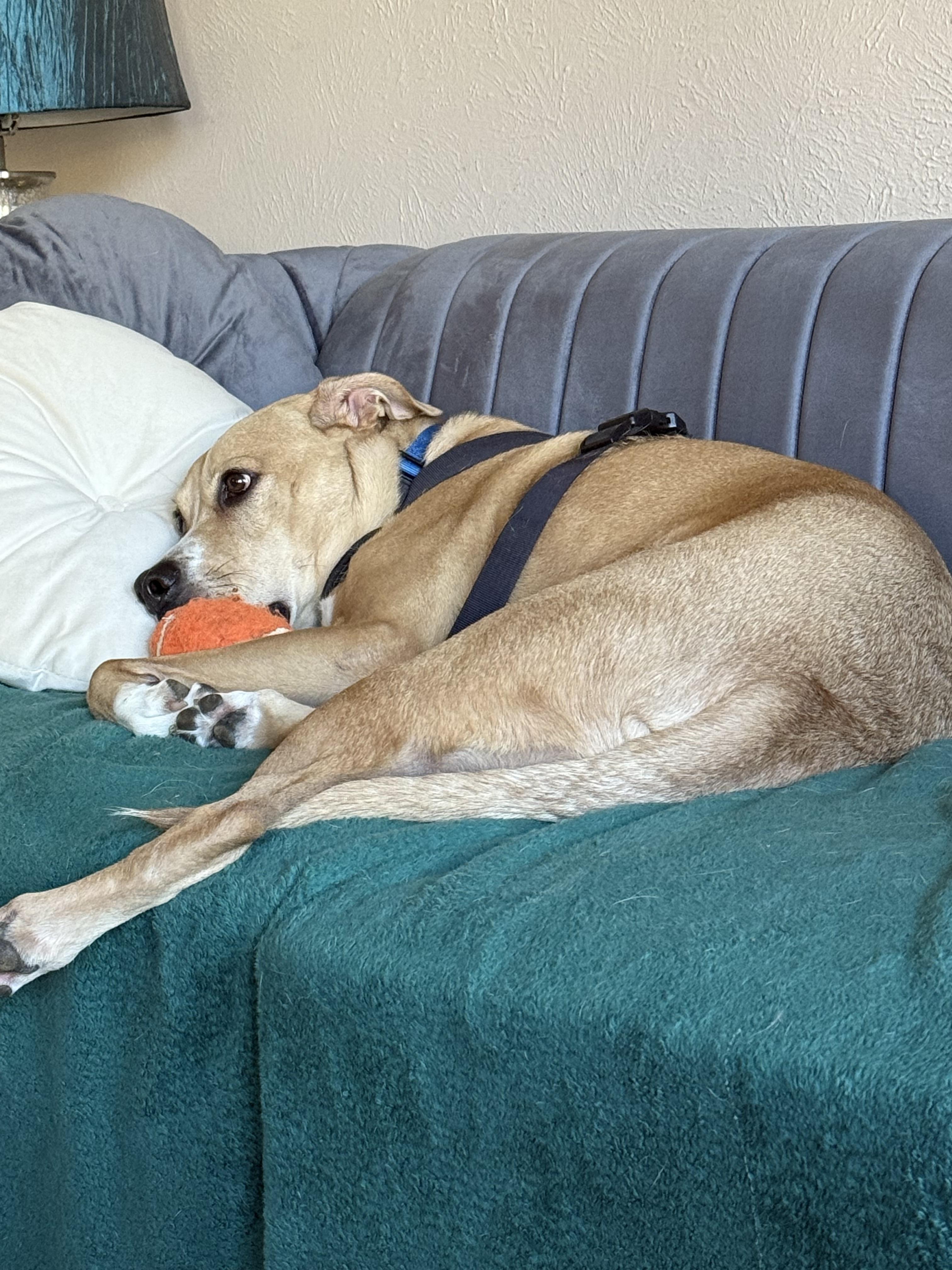 Mello GDP, Adoptable, Adult Male Labrador Retriever & Australian Shepherd.