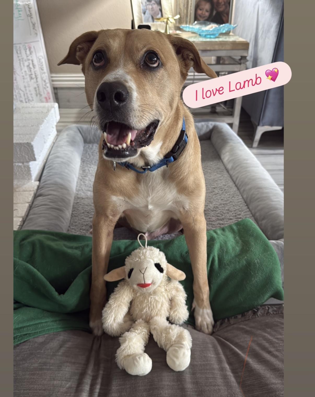 Enlarge Mello GDP, a Adoptable mixed breed in Dallas, TX image 3/3