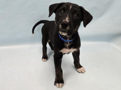 Wombat, Adoptable, Puppy Male Labrador Retriever & Mixed Breed.