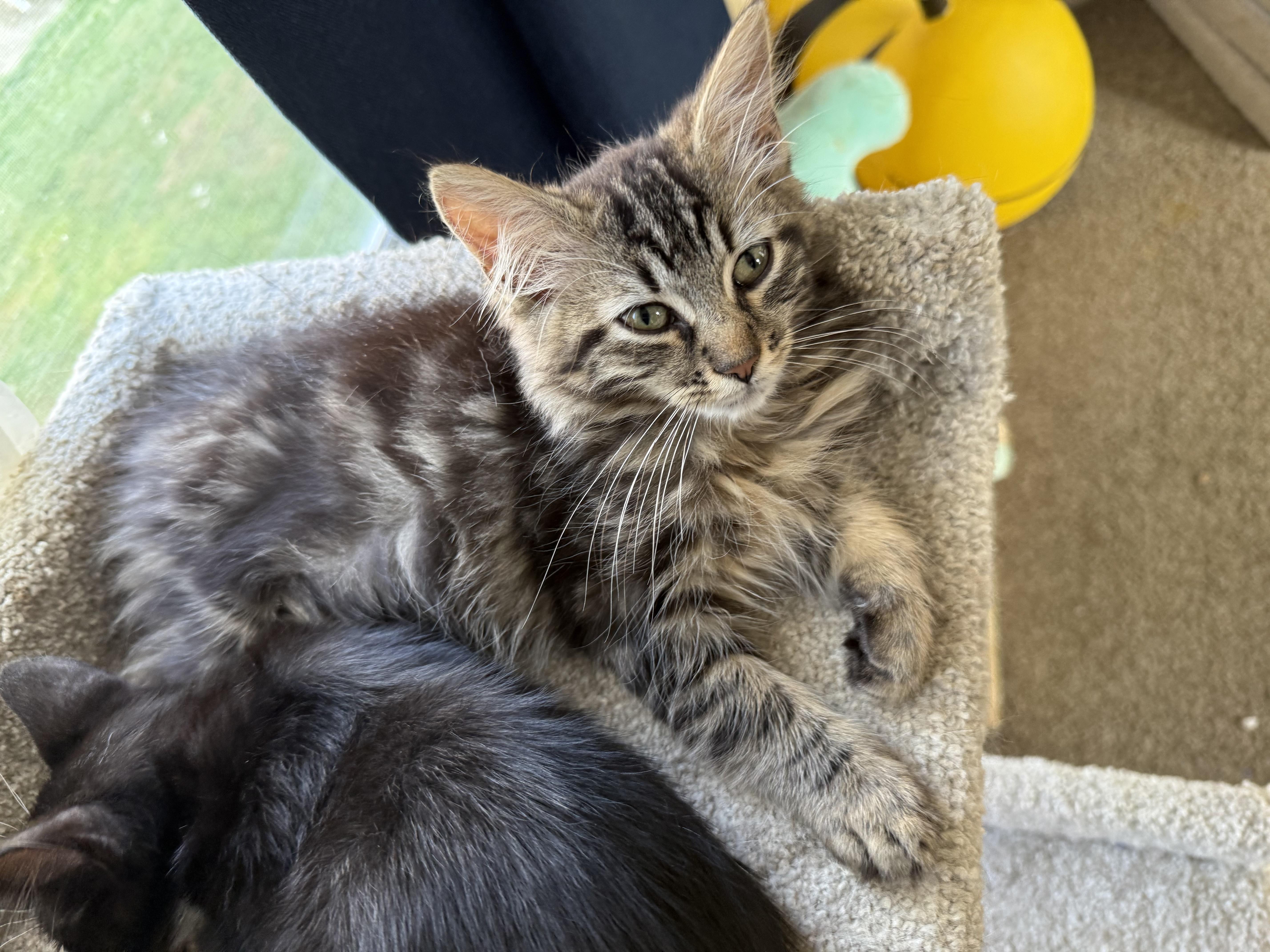 Enlarge Hazel, a Adopted Domestic Medium Hair in Hamburg, NY image 1/1