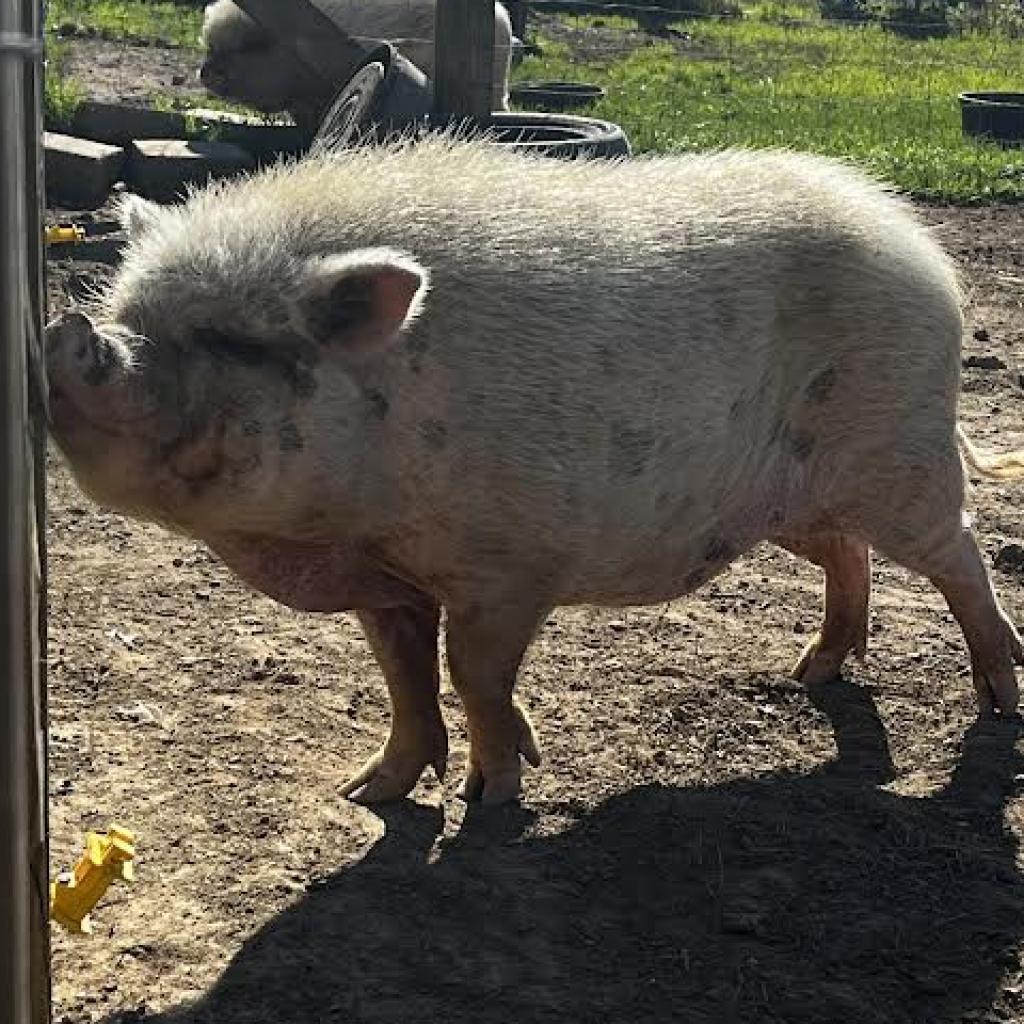 Mimi, Adoptable, Adult Female Pig.