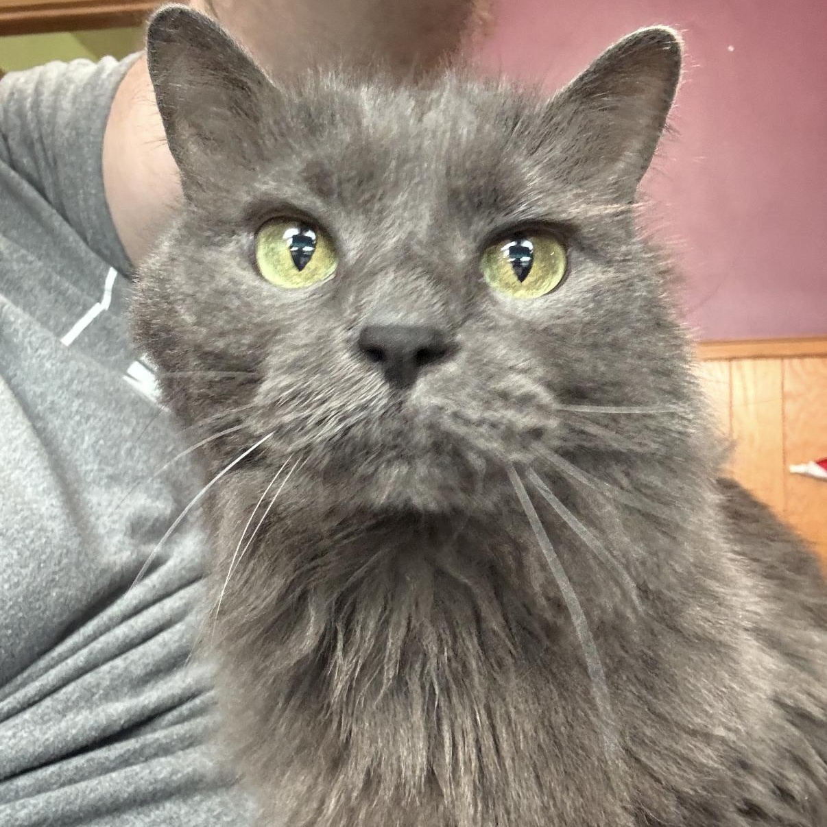 Cora, ADOPTABLE, Senior Female Domestic Long Hair.