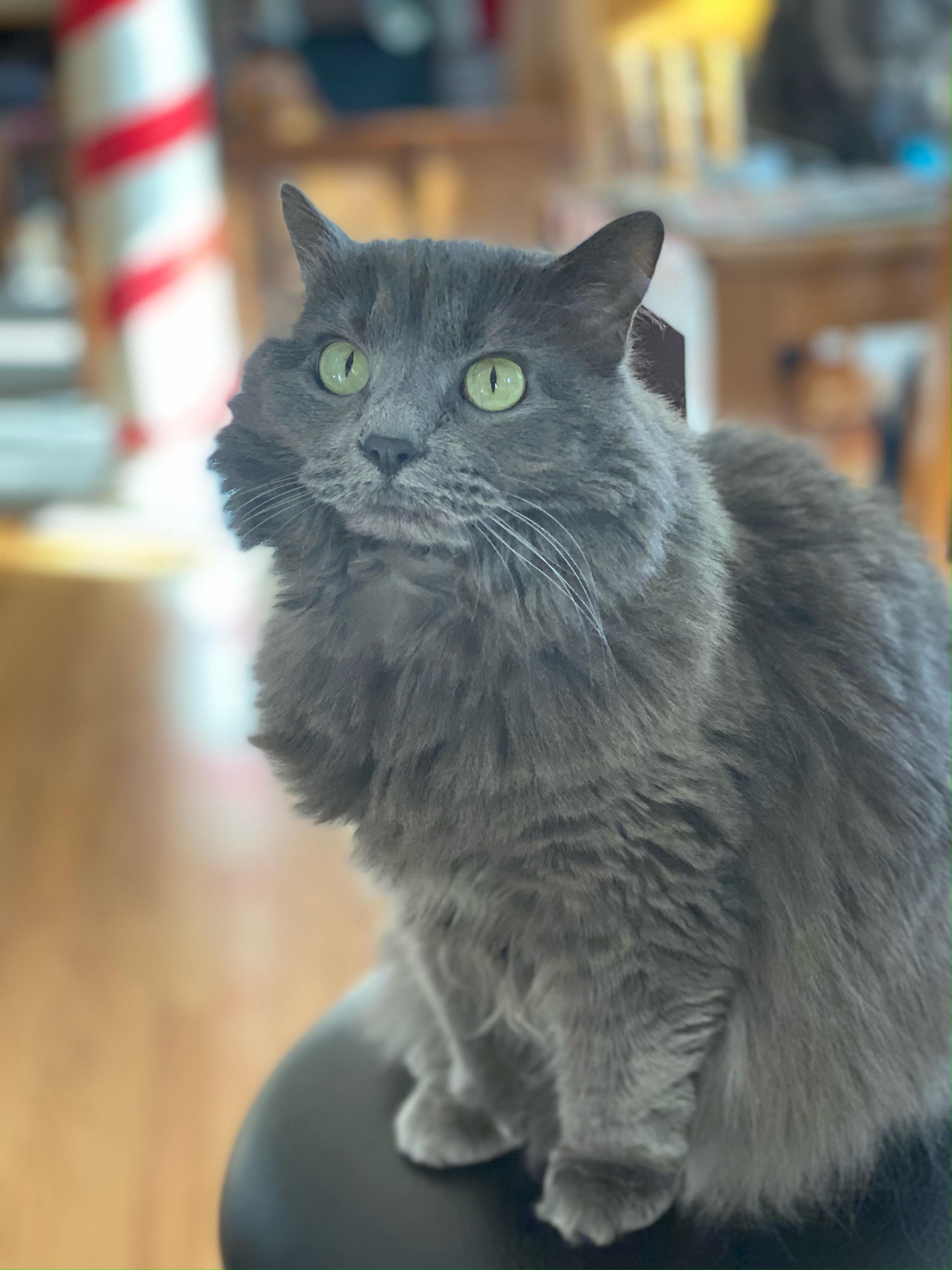 Cora, ADOPTABLE, Senior Female Domestic Long Hair.