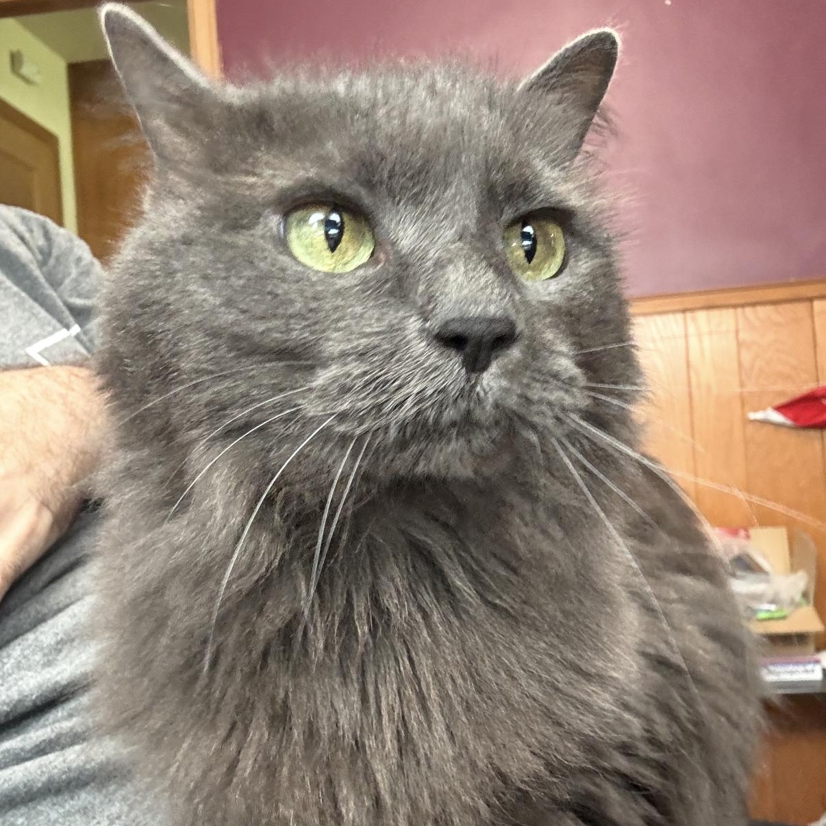 Enlarge Cora, a ADOPTABLE mixed breed in Omaha, NE image 2/3