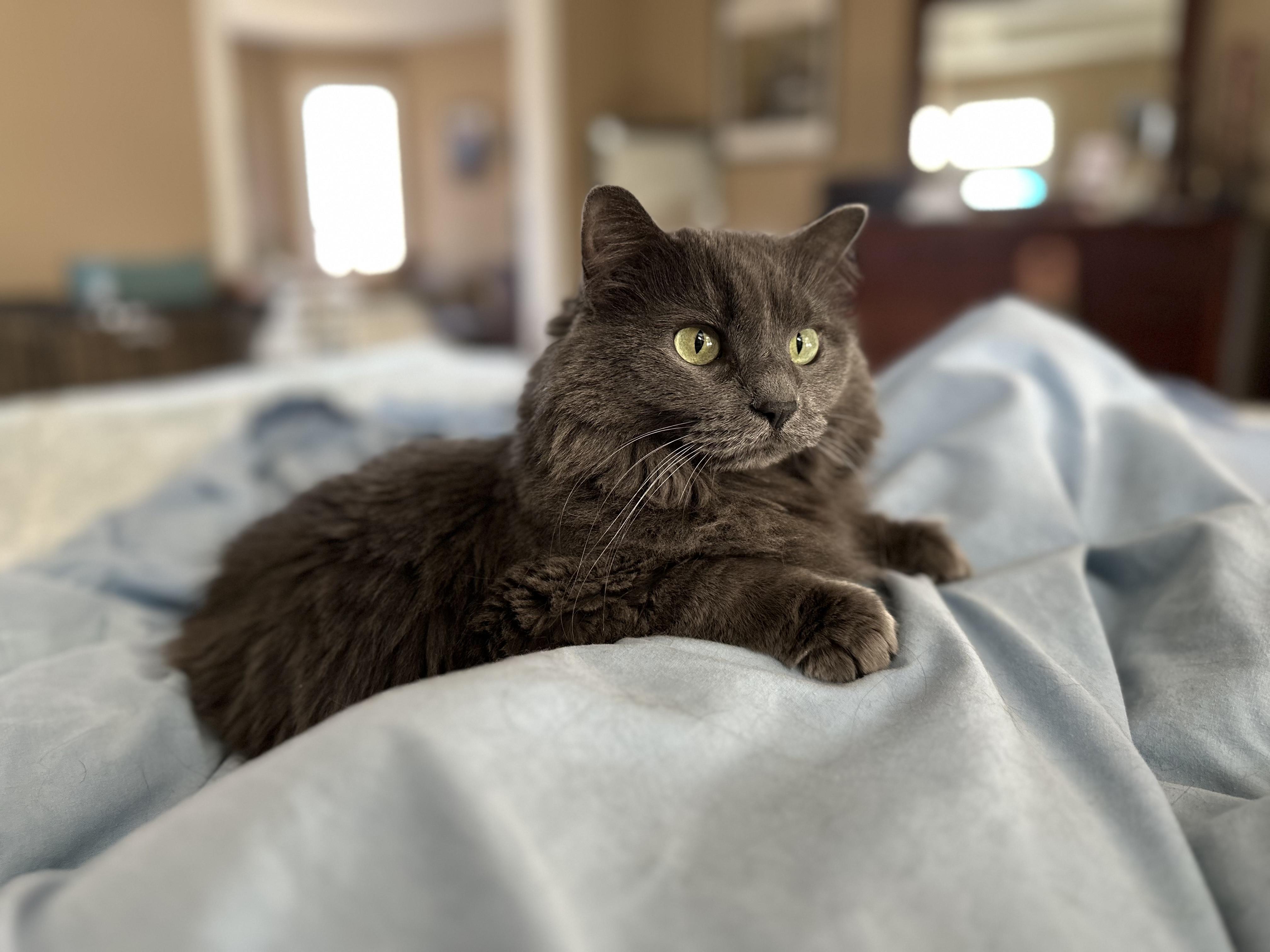 Enlarge Cora, a ADOPTABLE mixed breed in Omaha, NE image 2/5