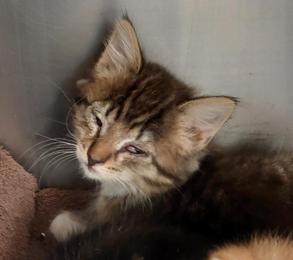 Hank Kitten 2(Willams), Adoptable, Kitten Male Domestic Short Hair.