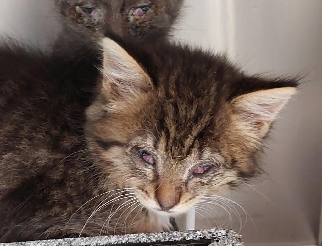 Hank Kitten 2(Willams), a Adoptable mixed breed in Mocksville, NC image 2/2