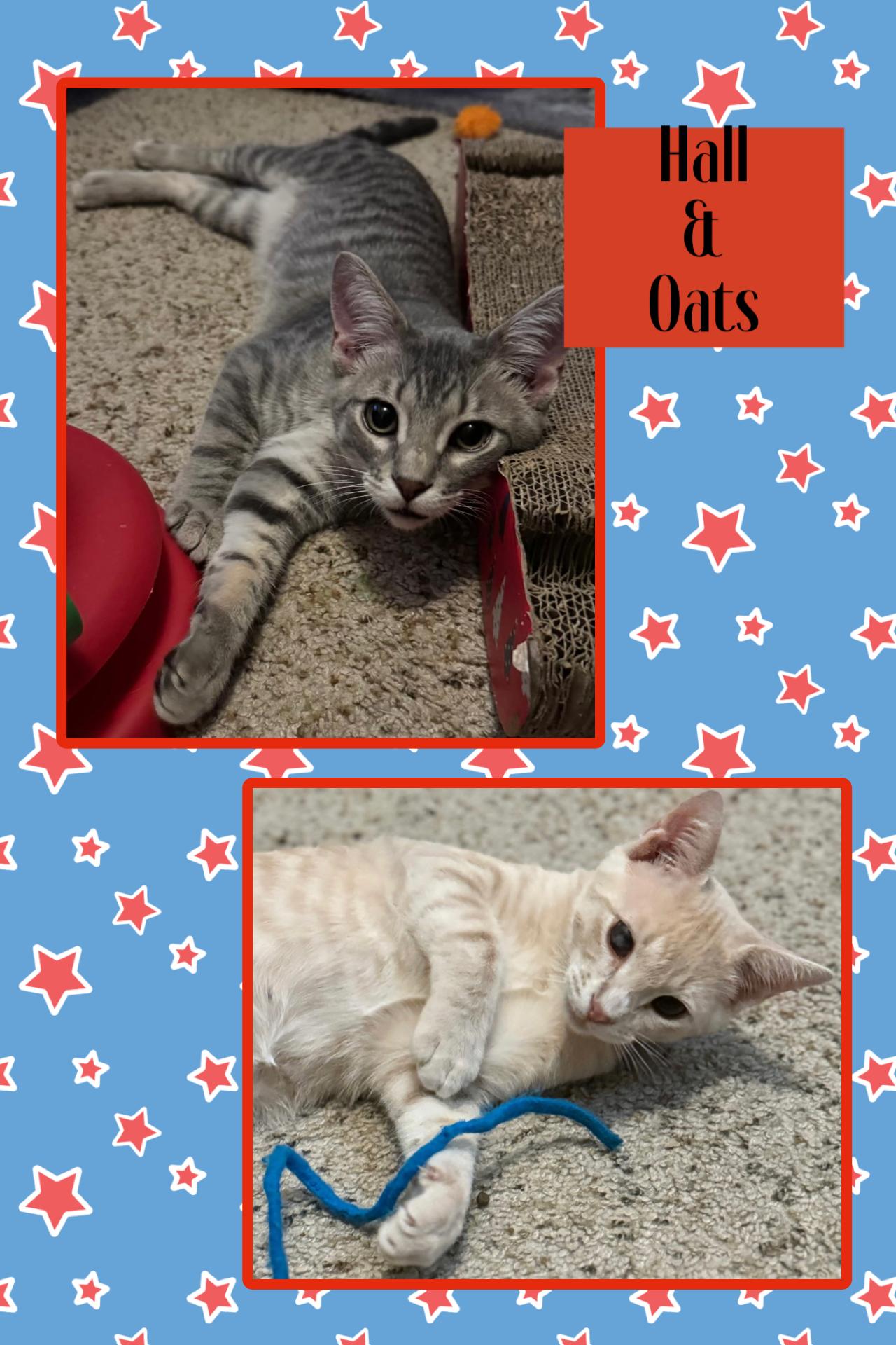 Hall and Oats, ADOPTABLE, Young Male Domestic Short Hair.
