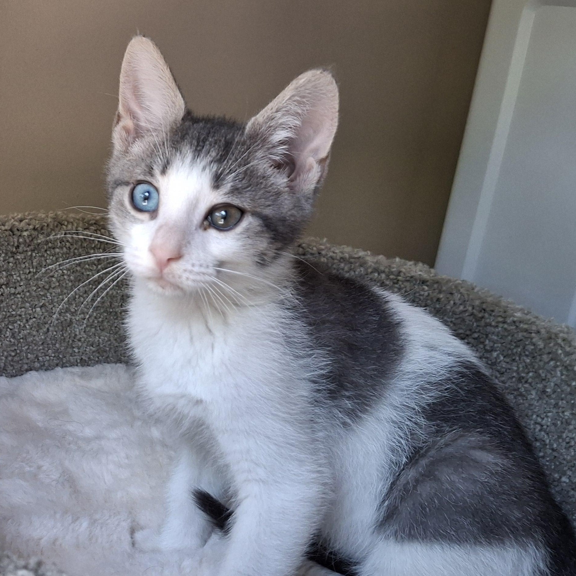 Oddball, an adopted Domestic Short Hair in Apex, NC image 1/5