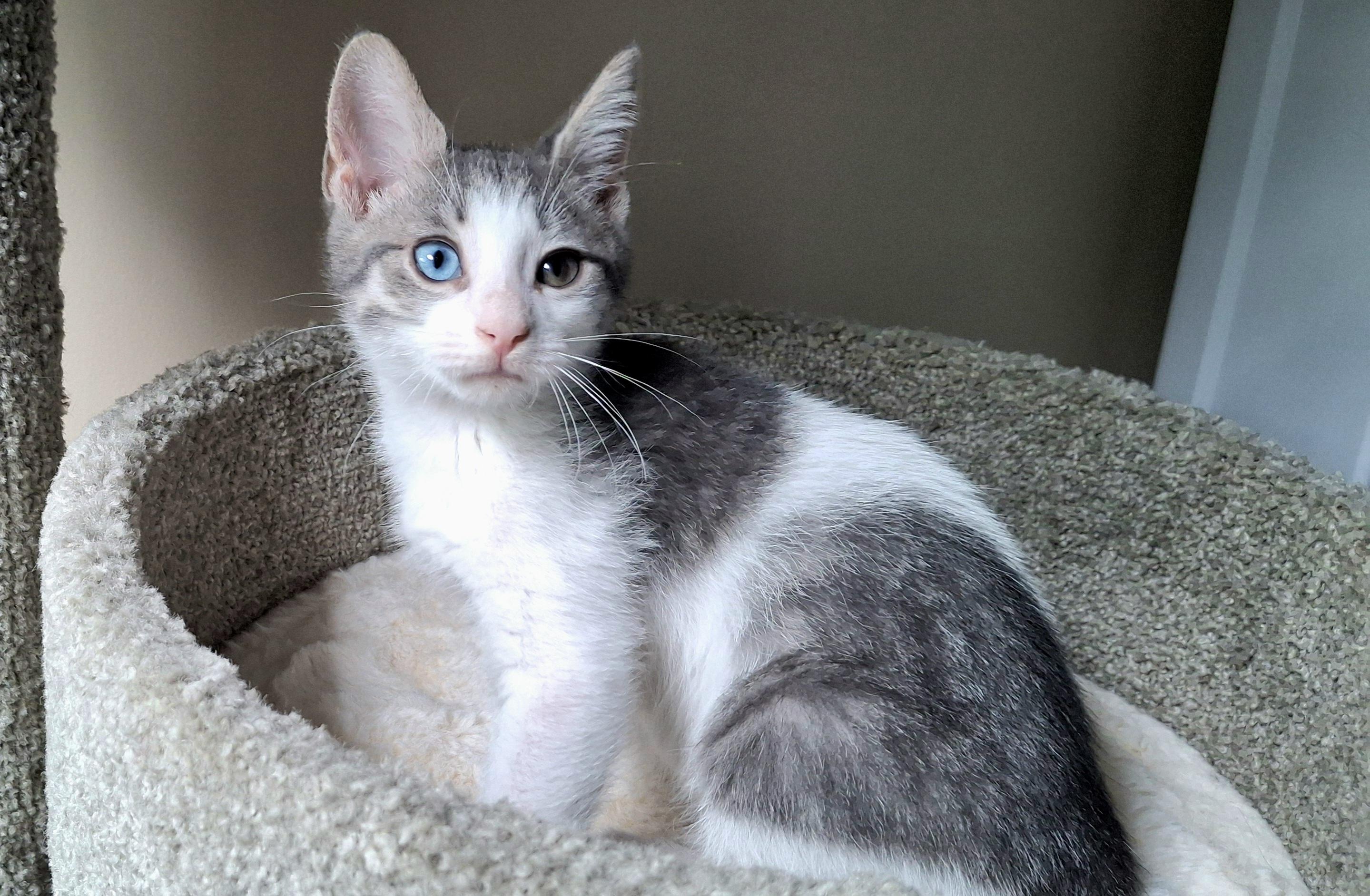 Oddball, an adopted Domestic Short Hair in Apex, NC image 3/5