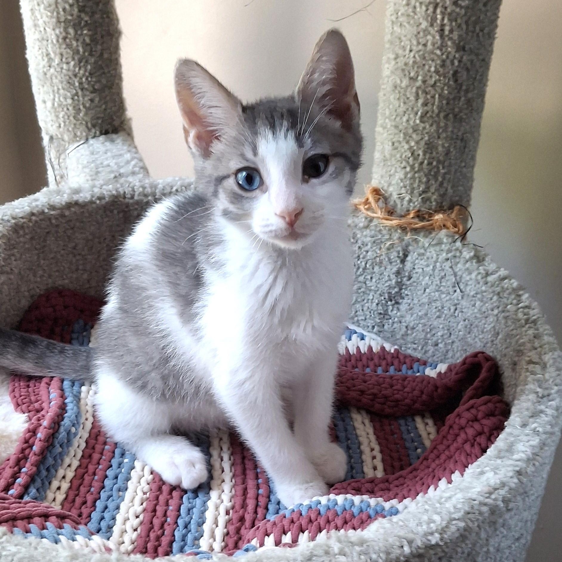 Oddball, an adopted Domestic Short Hair in Apex, NC image 5/5