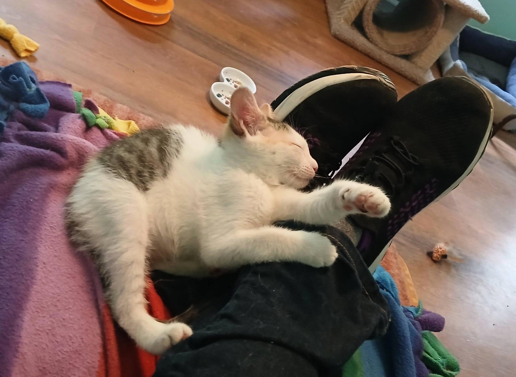 Oddball, an adopted Domestic Short Hair in Apex, NC image 4/5