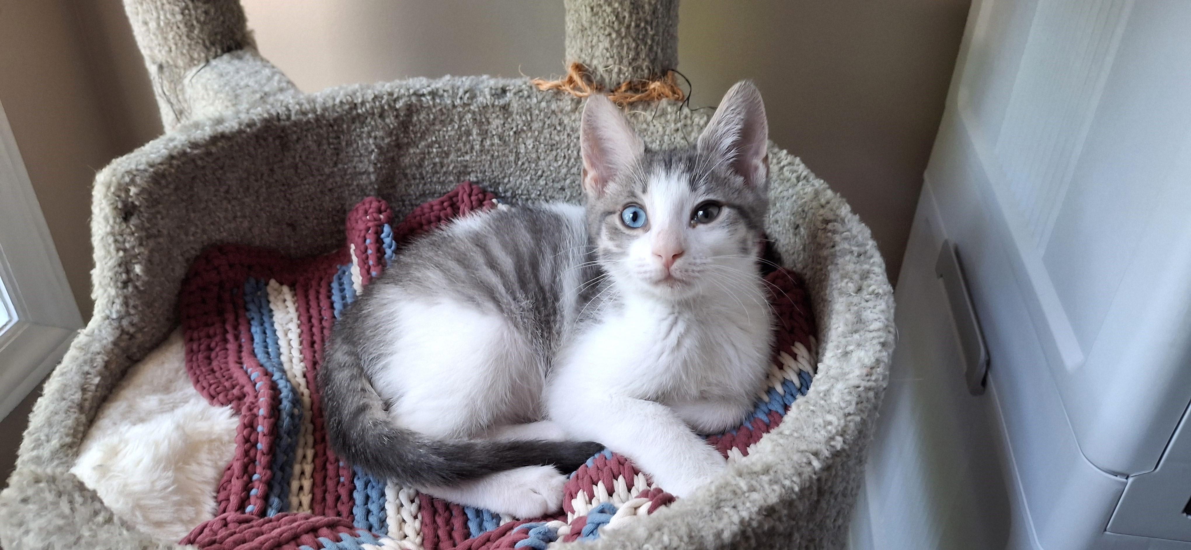 Oddball, an adopted Domestic Short Hair in Apex, NC image 2/5