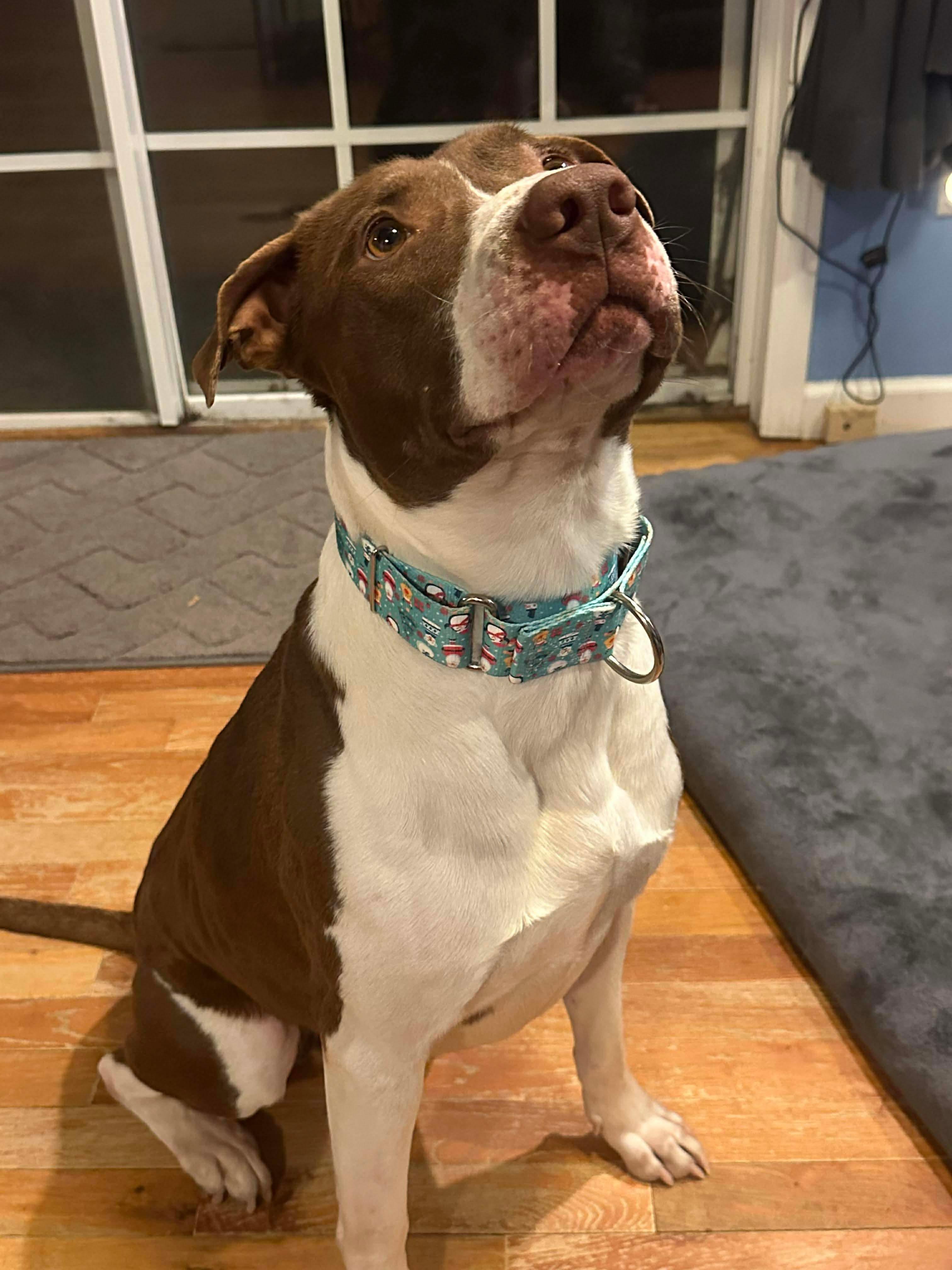 Ollie, ADOPTABLE, Adult Male English Pointer.