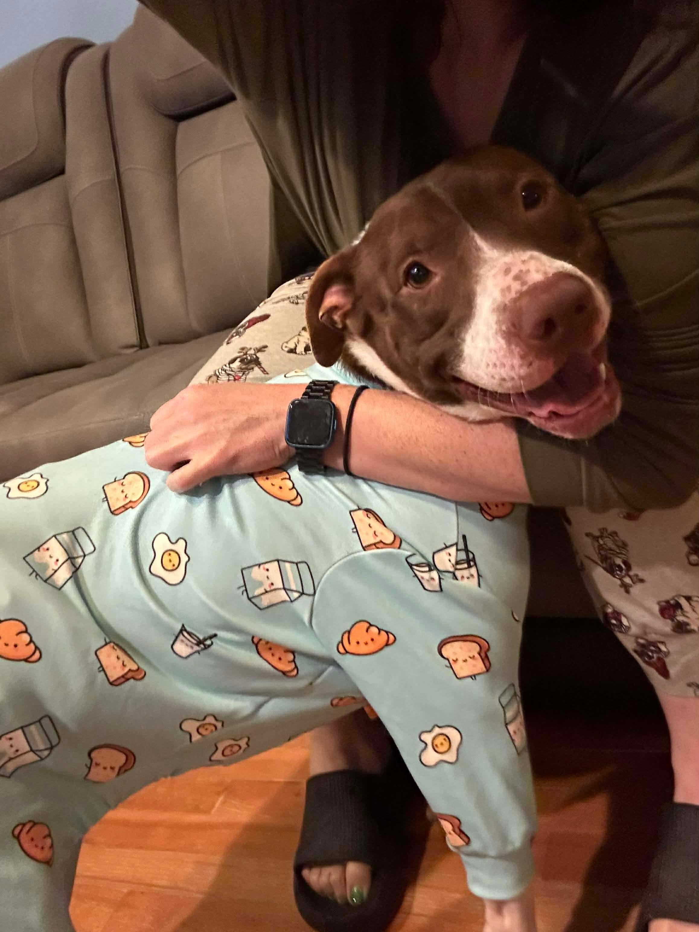 Ollie, a ADOPTABLE mixed breed in Sunset Bch, NC image 2/4