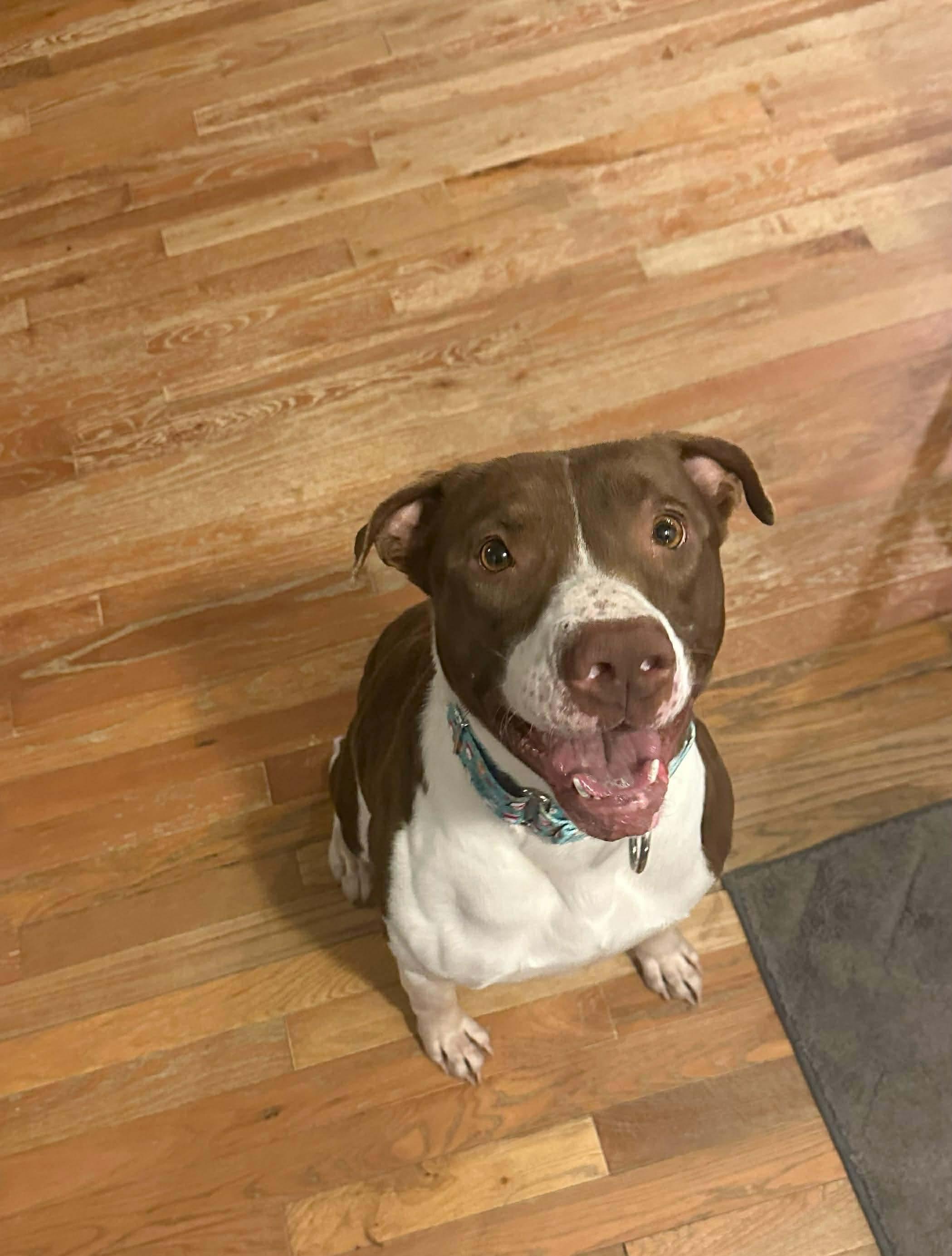 Ollie, a ADOPTABLE mixed breed in Sunset Bch, NC image 3/4