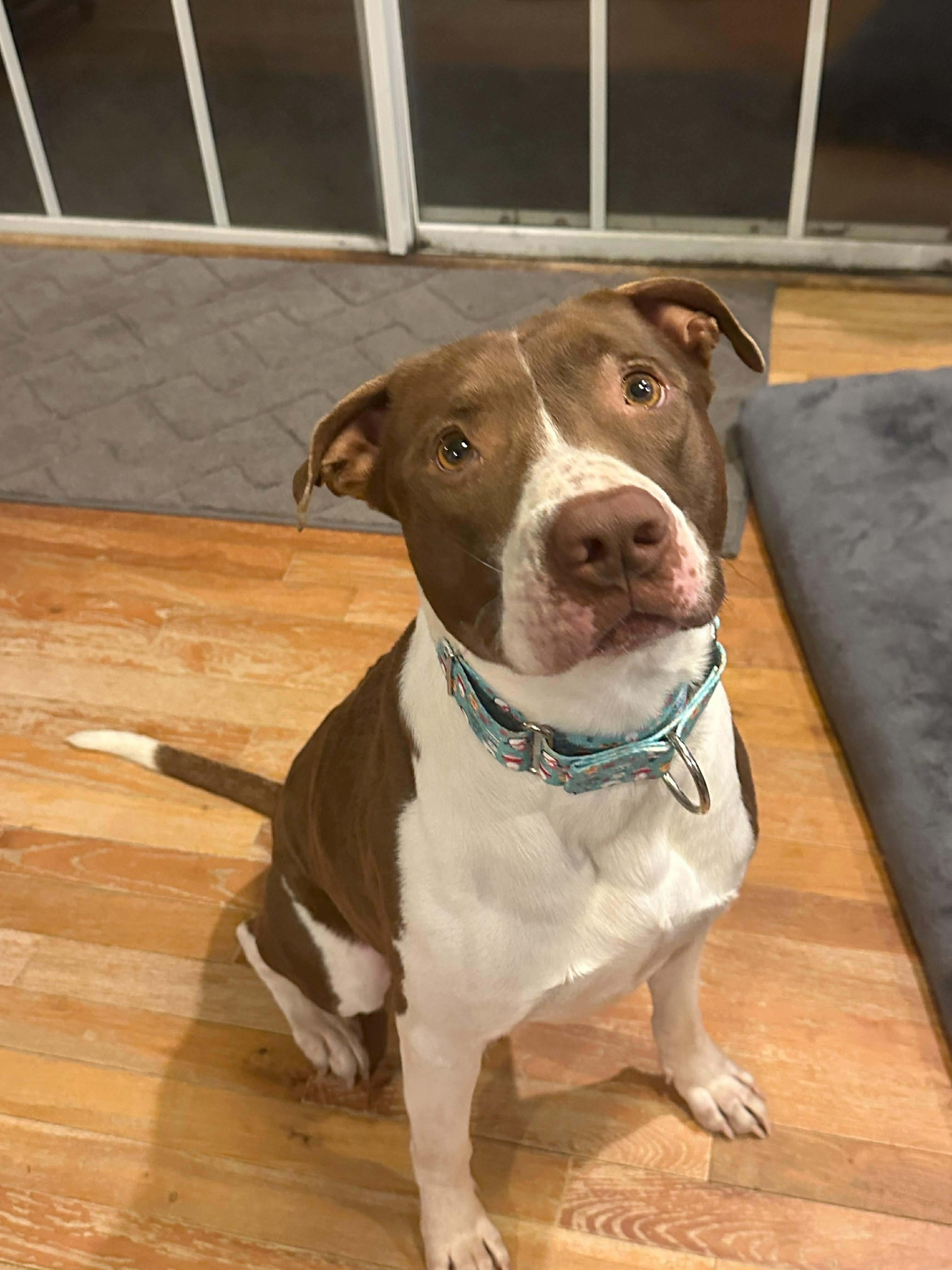 Ollie, a ADOPTABLE mixed breed in Sunset Bch, NC image 4/4