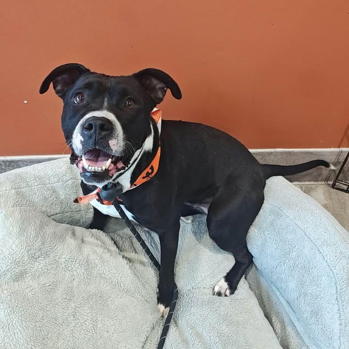 Enlarge Rupee, a Adoptable Boxer in Springdale, AR image 3/5