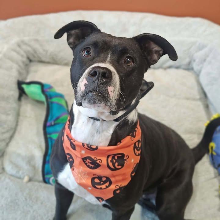 Enlarge Rupee, a Adoptable Boxer in Springdale, AR image 4/5