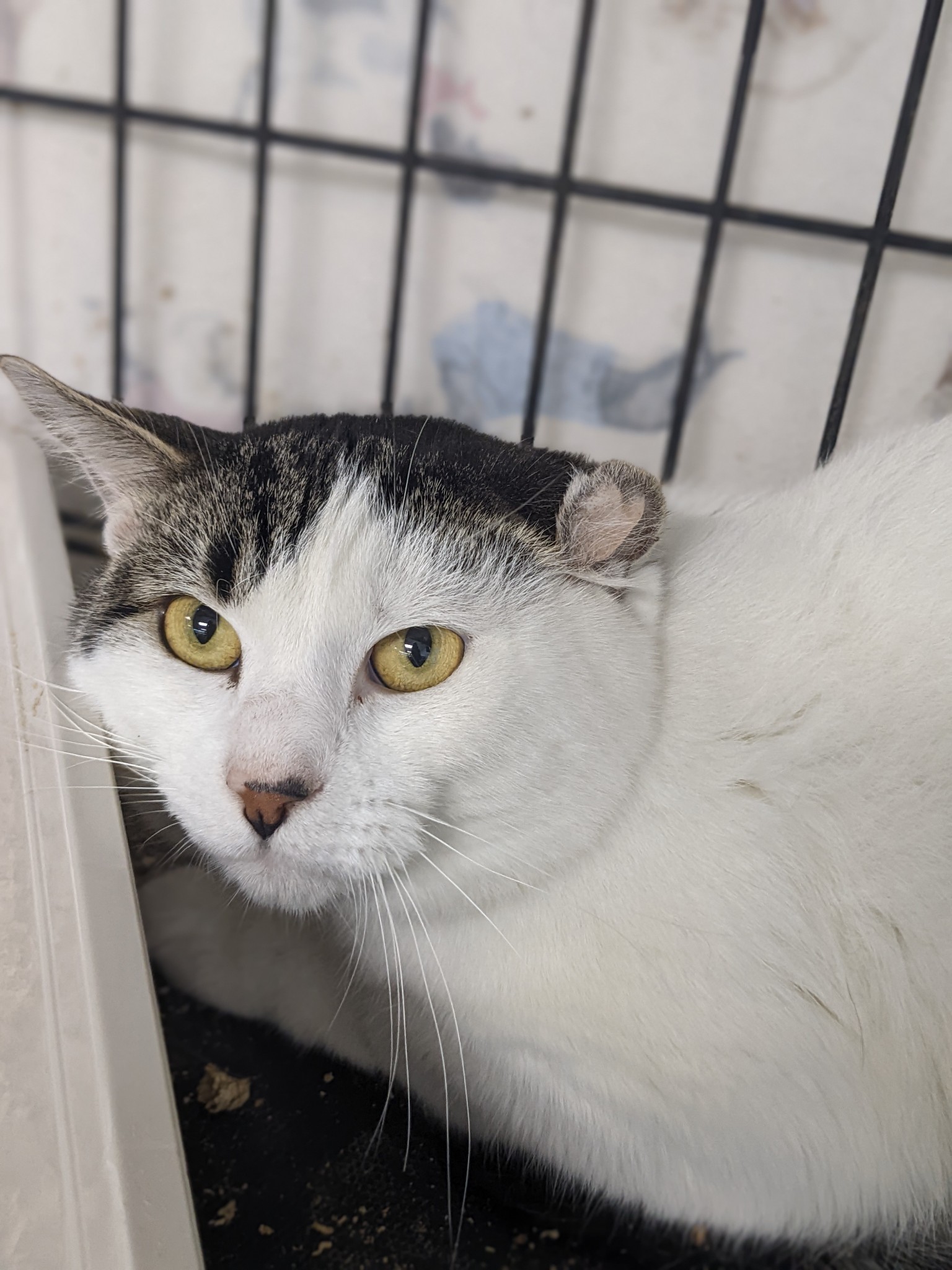 Alfredo-adoption pending