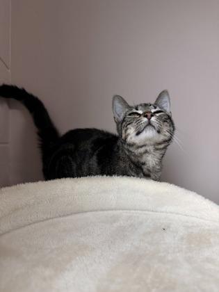 26-308 Priscila, Adoptable, Young Female Domestic Short Hair & Domestic Short Hair.