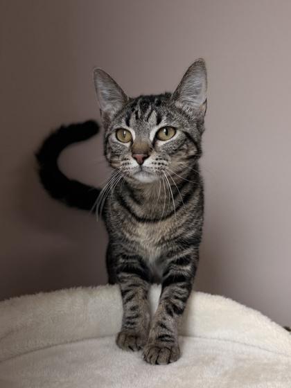 Enlarge 26-308 Priscila, a Adoptable mixed breed in Barnesville, GA image 2/2