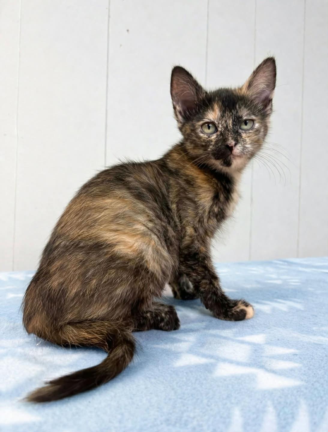Enlarge Victoria (PetSmart Winchester Rd. Memphis, TN), an adopted Tortoiseshell in Millington, TN image 1/1