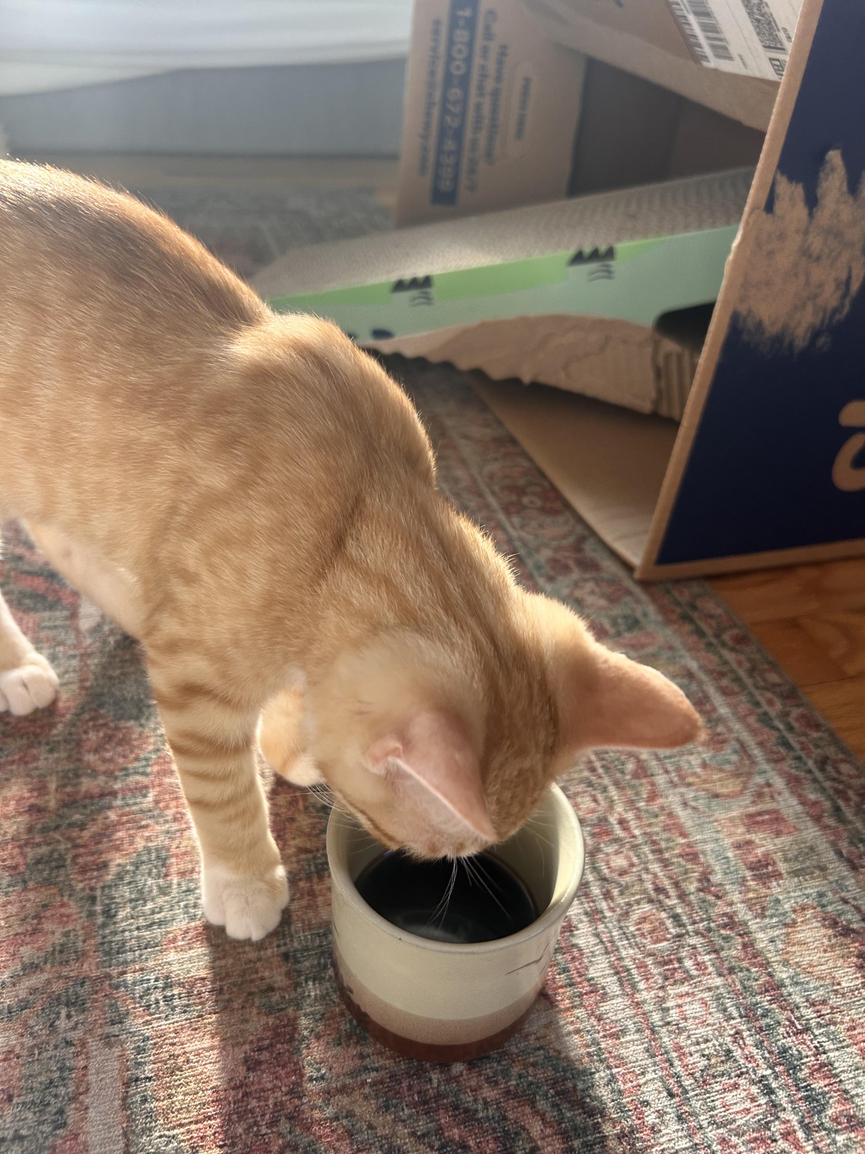 Enlarge Georgie, a ADOPTABLE Domestic Short Hair in Wilmington, NC image 2/3