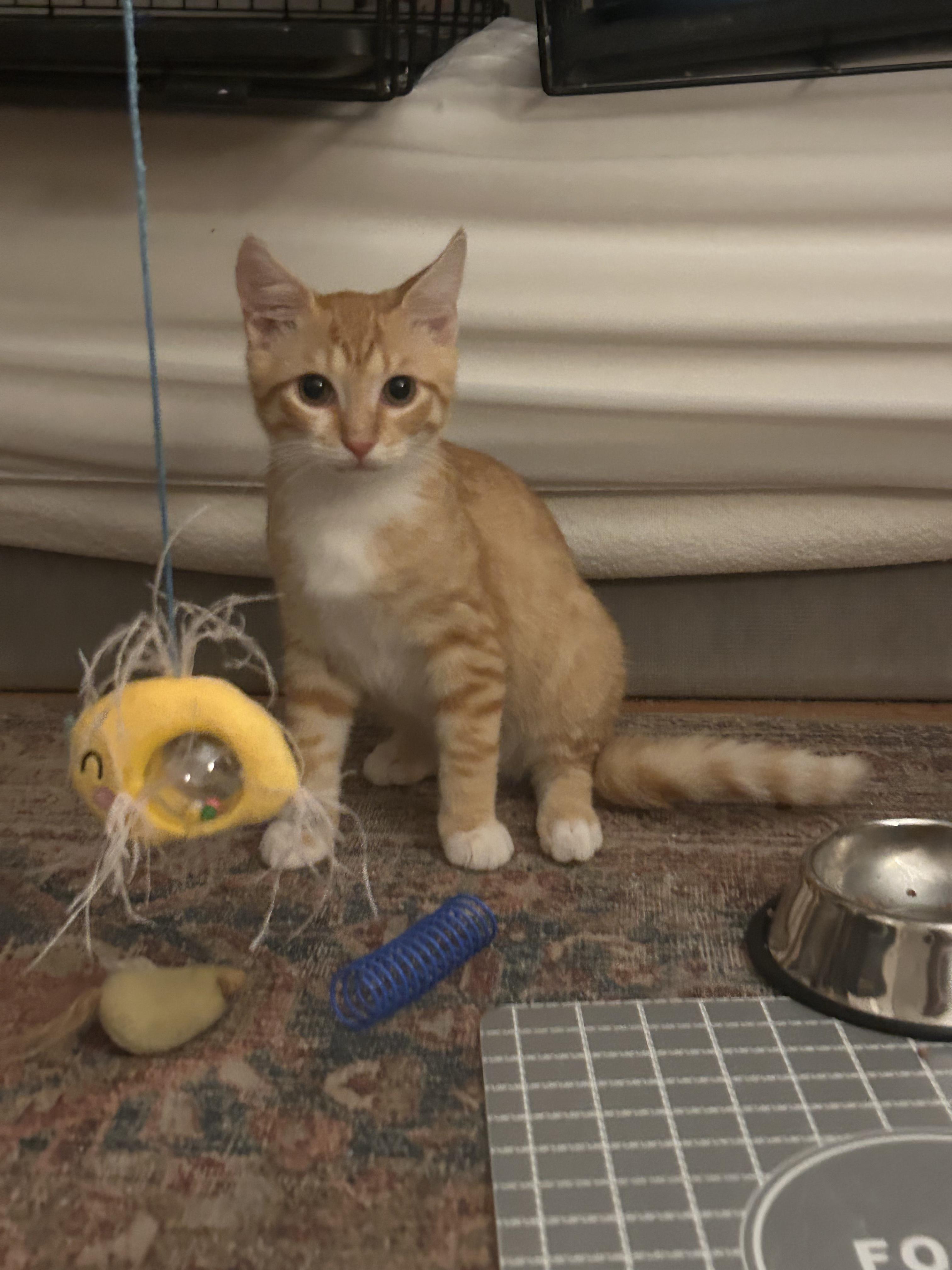 Enlarge Georgie, a ADOPTABLE Domestic Short Hair in Wilmington, NC image 1/3