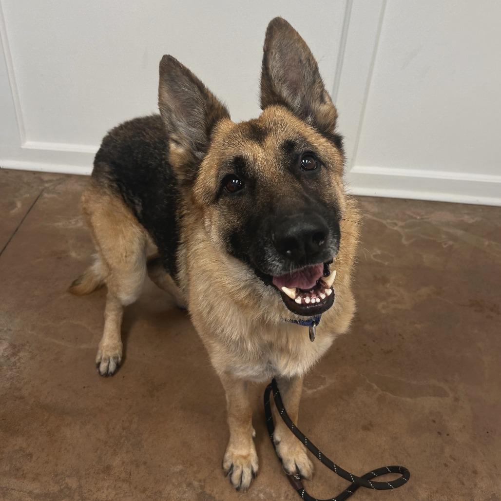 Betsy, Adoptable, Senior Female German Shepherd Dog.