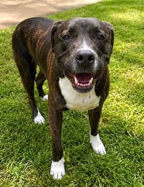 Ember, Adoptable, Adult Male Retriever & Mixed Breed.