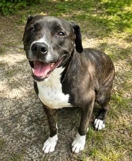 Enlarge Ember, a Adoptable mixed breed in Palm Coast, FL image 2/3